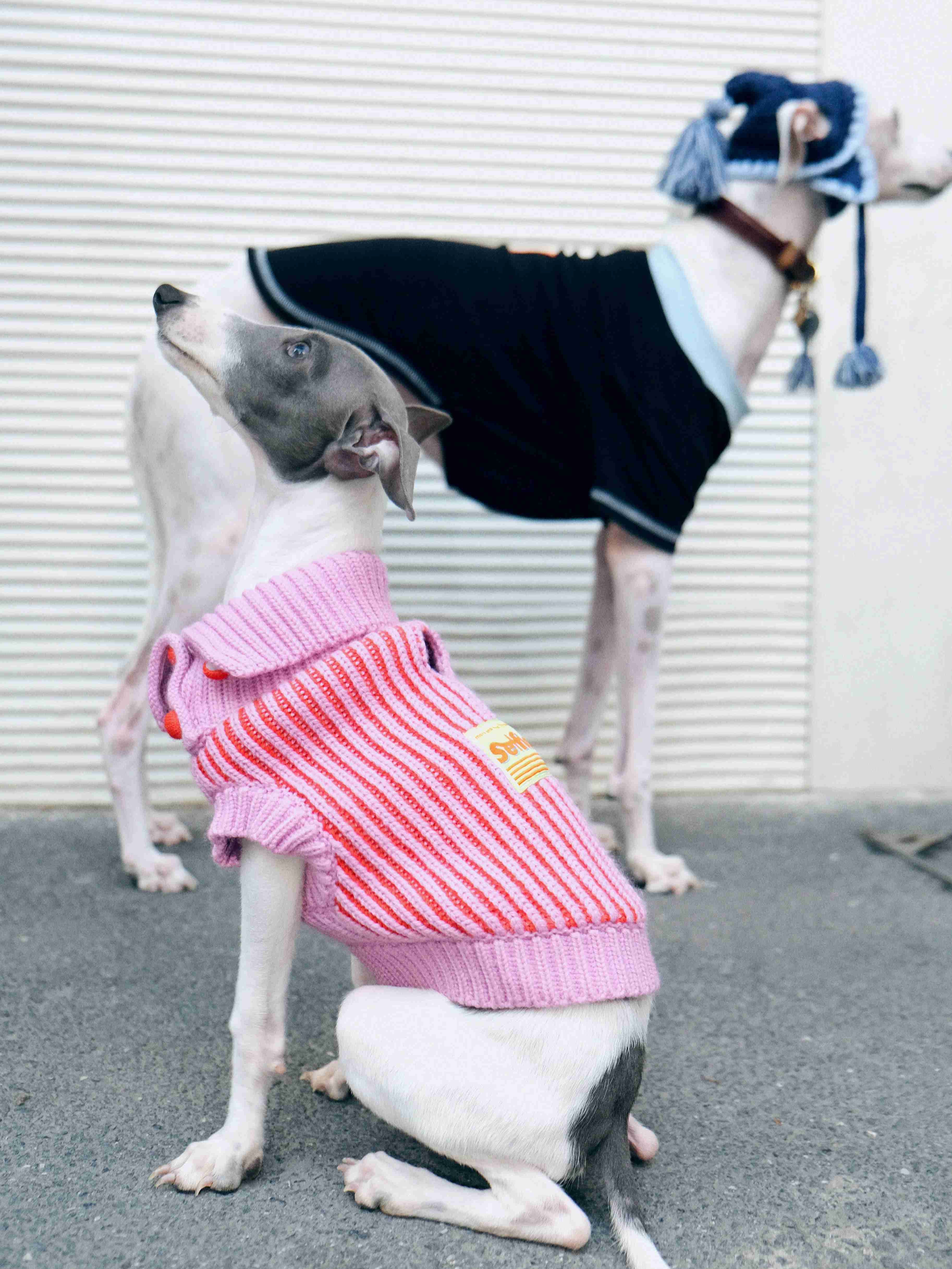 Wool Knit Holiday Dog Sweater for Greyhound