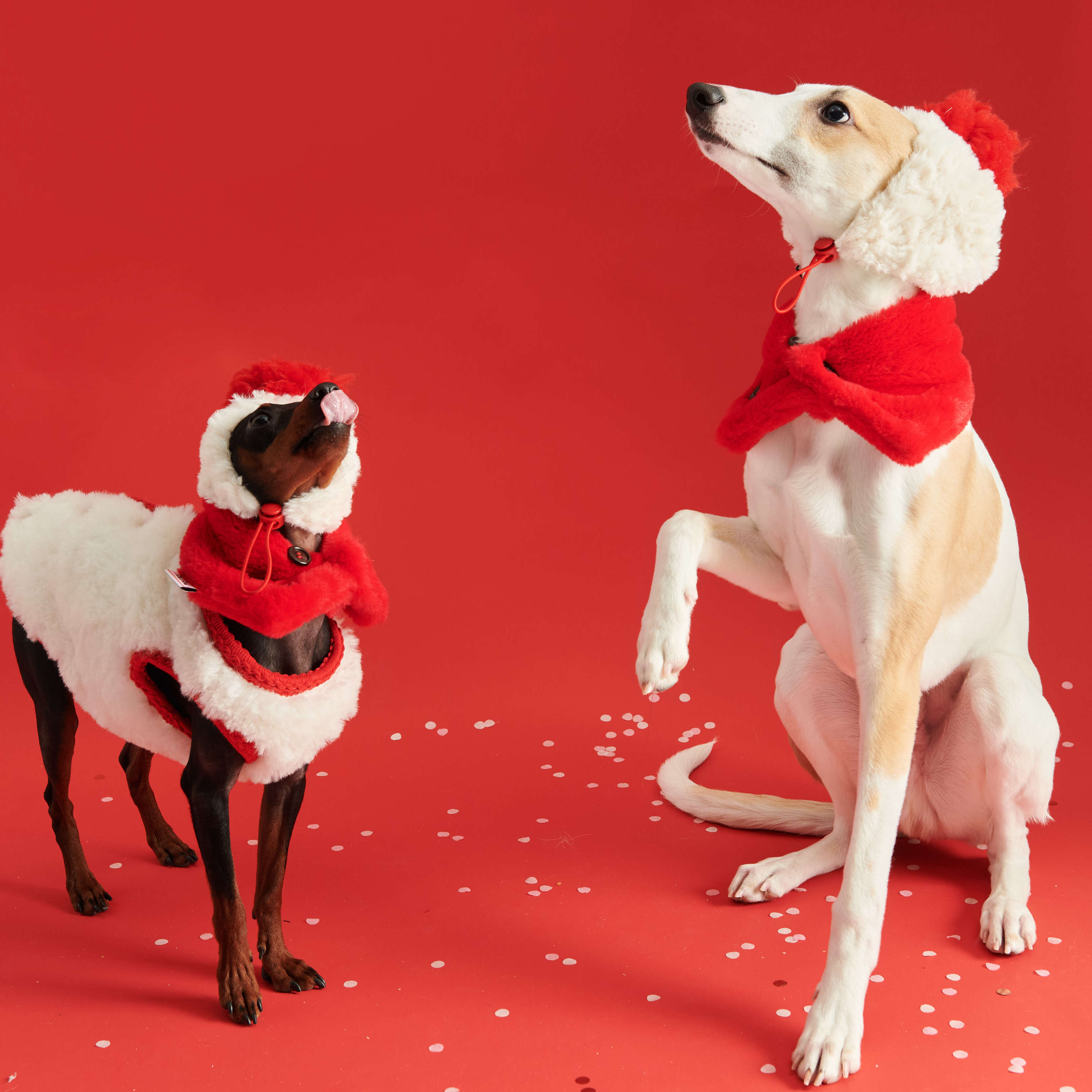 Cozy Italian Greyhound Fleece Vest