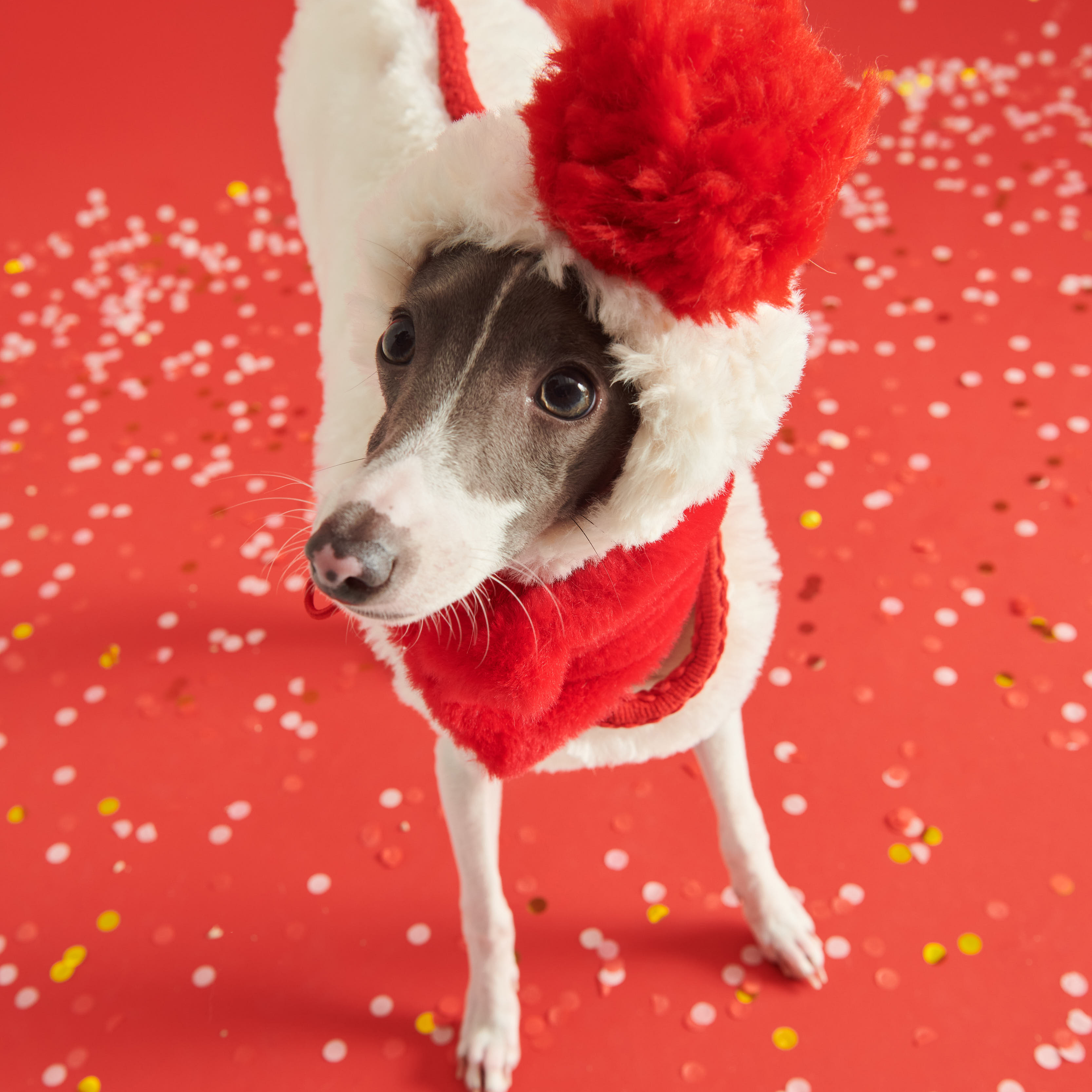 Cozy Italian Greyhound Fleece Vest
