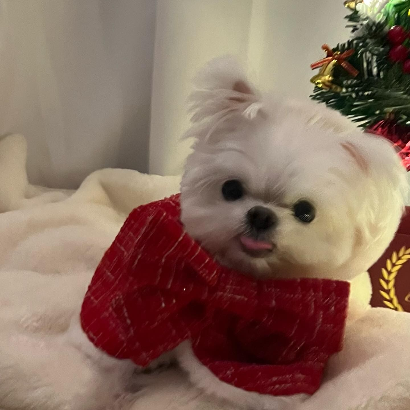 Plush Hooded Pet Christmas Cape