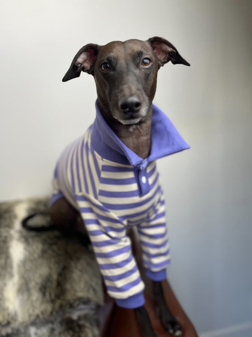 Comfortable Dog Polo Shirt