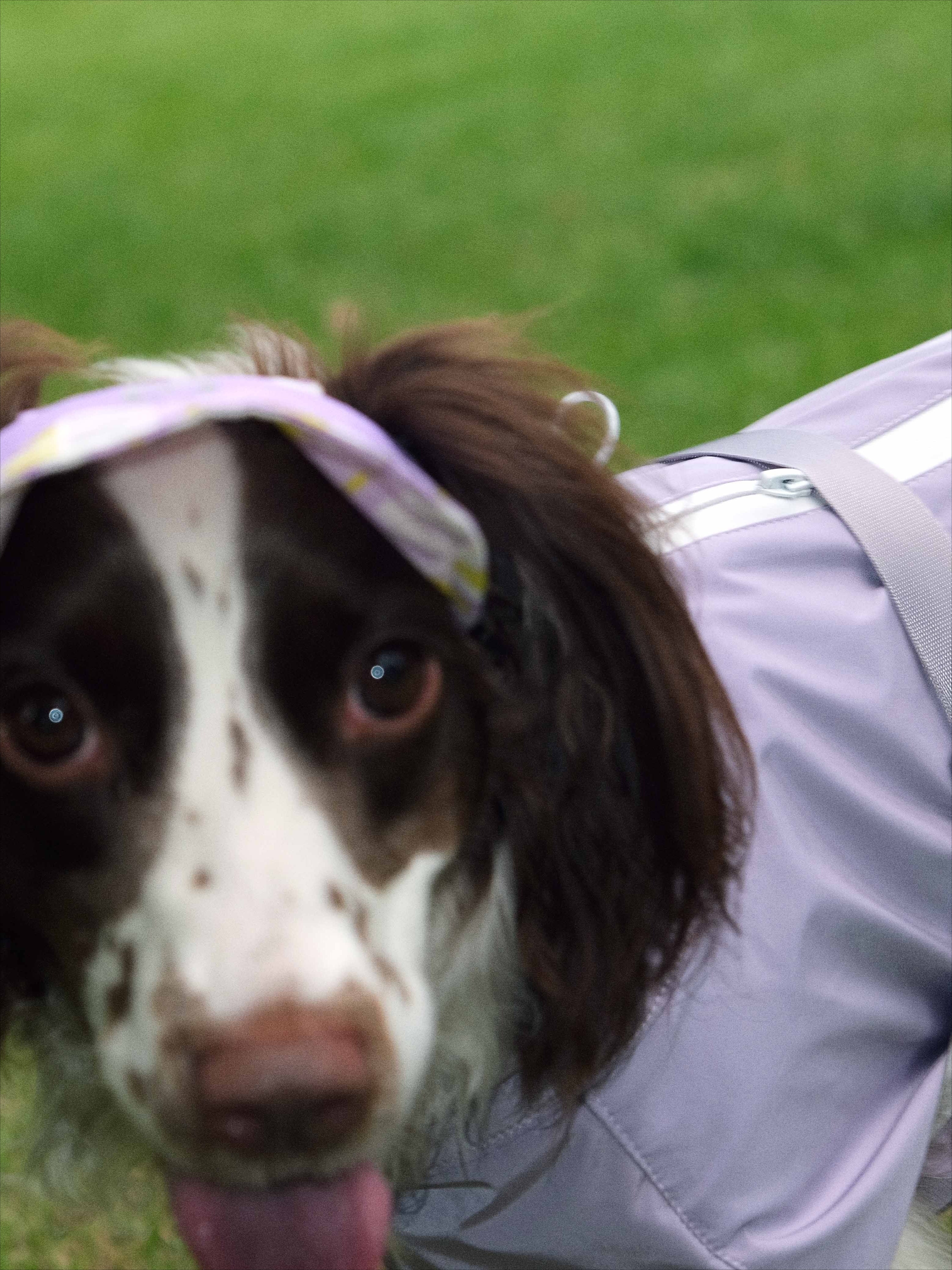 Waterproof Dog Shell Jacket