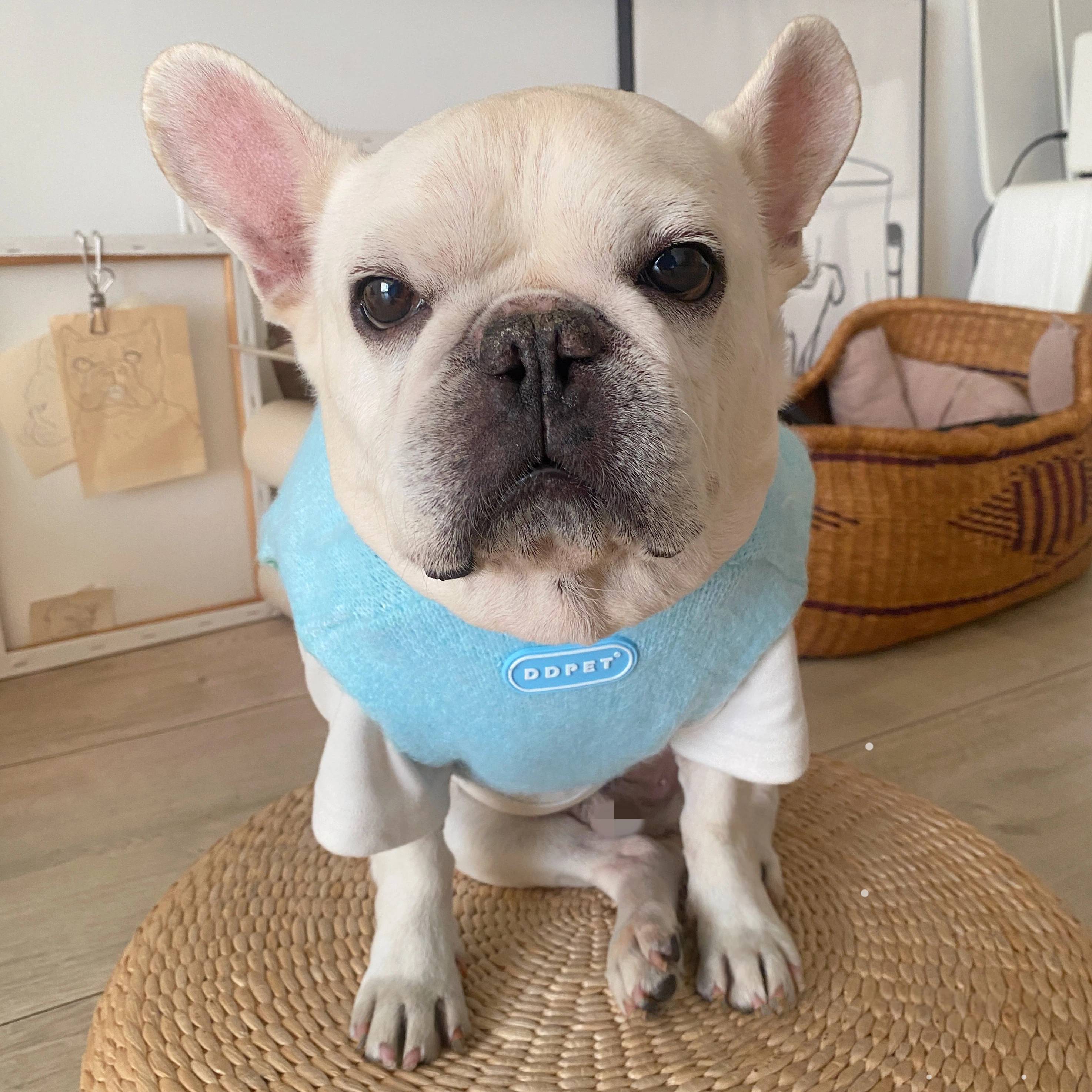 Winter Warm Knit Dog Sweater