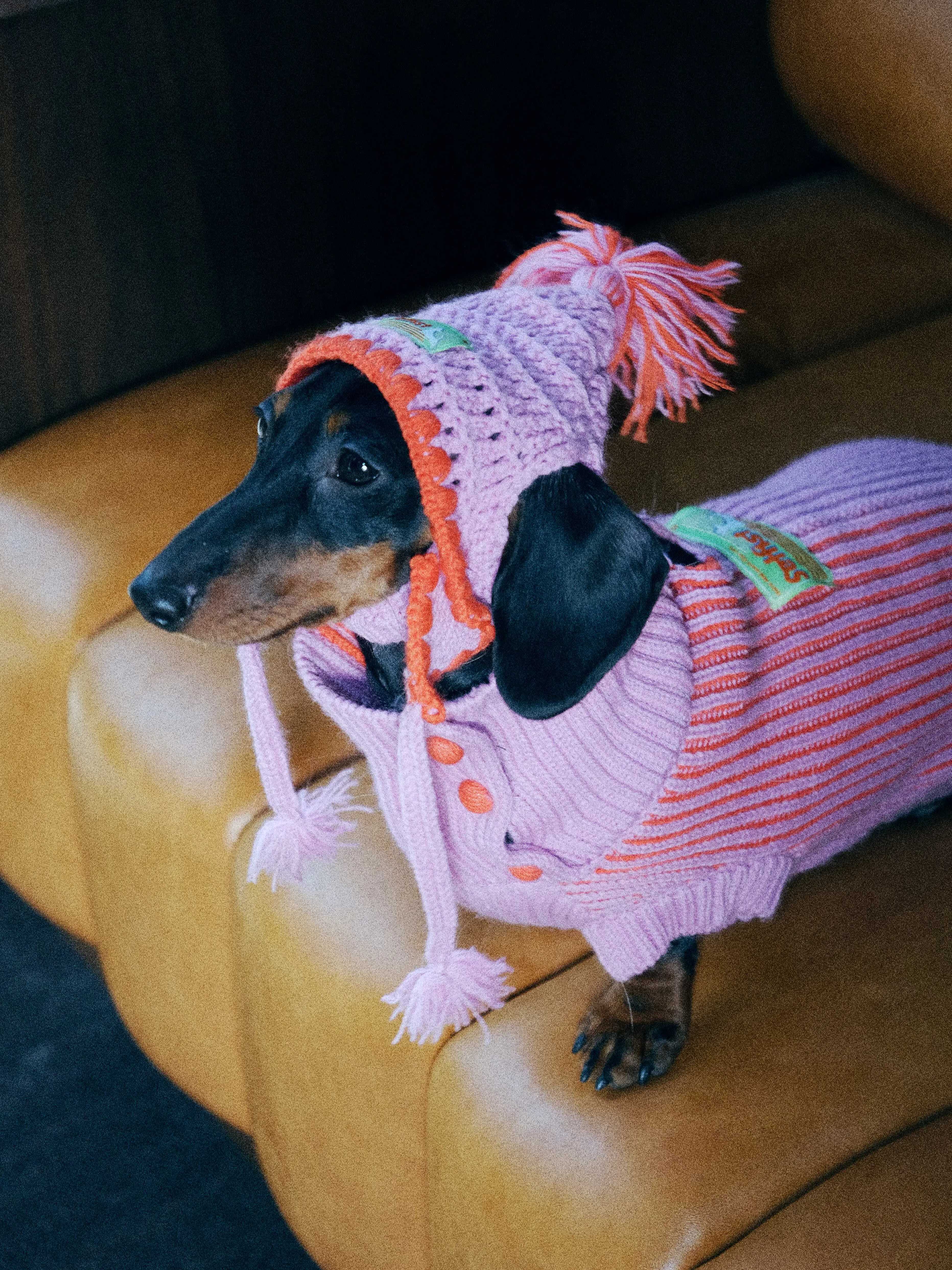 Wool Knit Holiday Dog Sweater for Greyhound