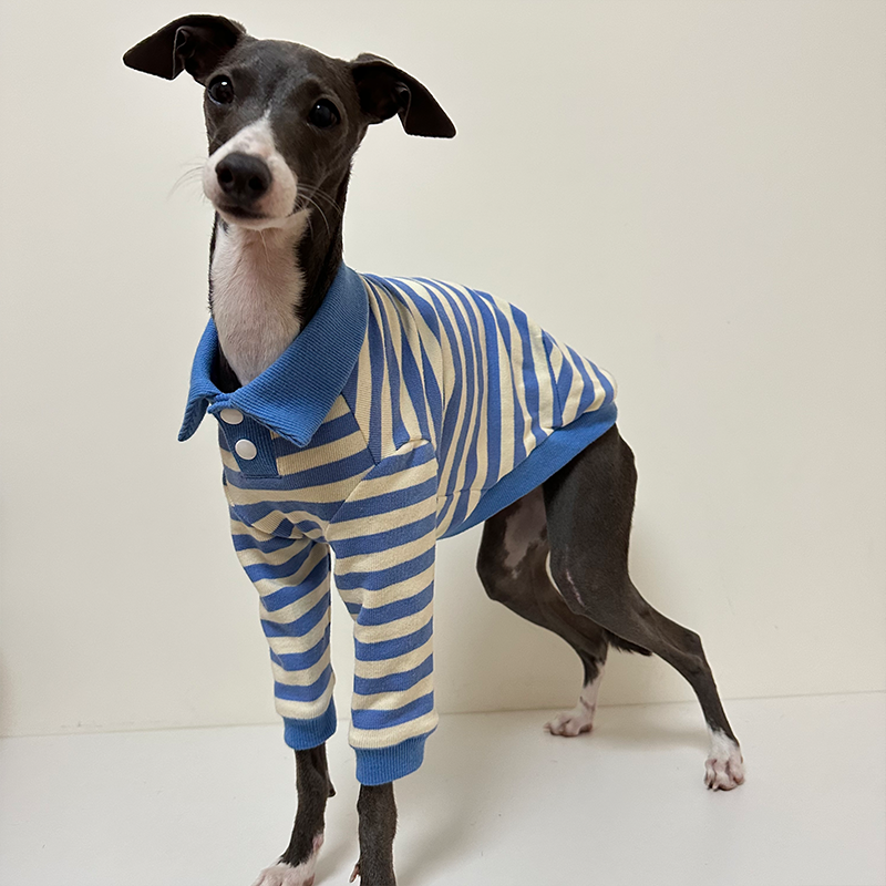 Comfortable Italian Greyhound Polo Shirt