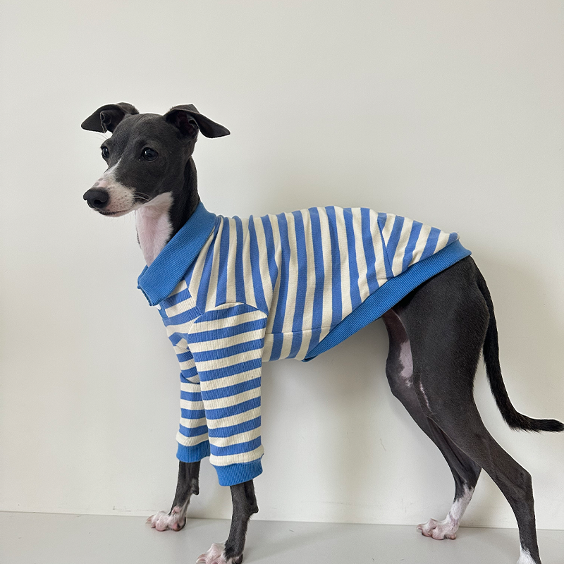 Comfortable Italian Greyhound Polo Shirt