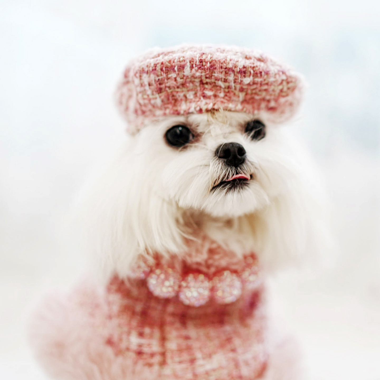 Chic Tweed Dog Christmas Cape