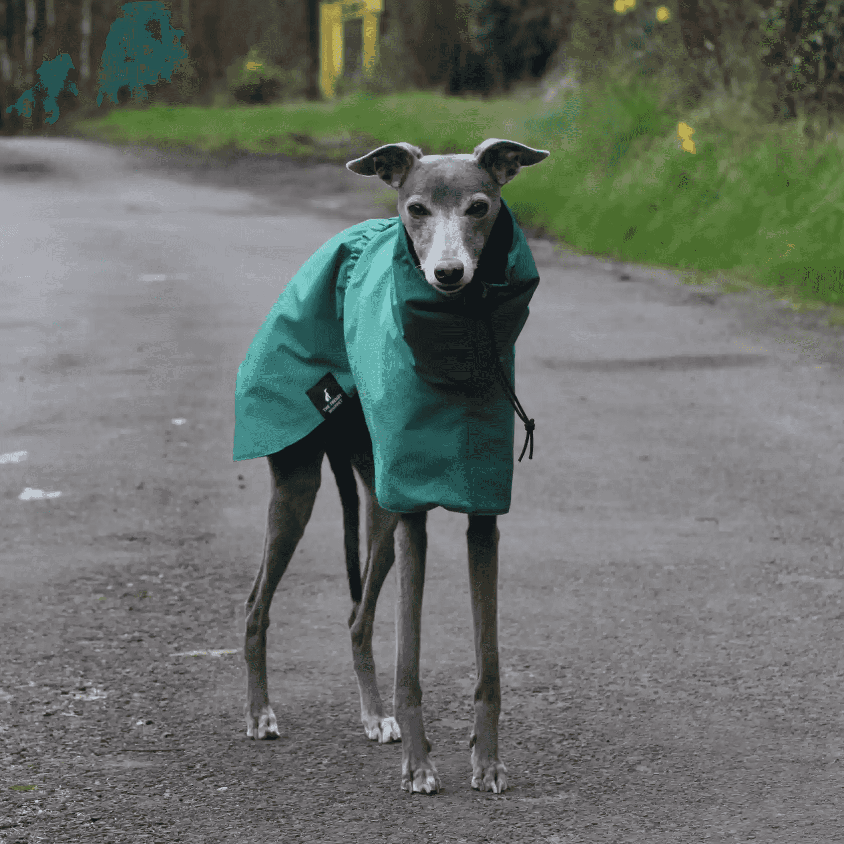 Large sighthound wearing green rain poncho for hiking. Breathable and weatherproof pet hoodie for outdoor walks.