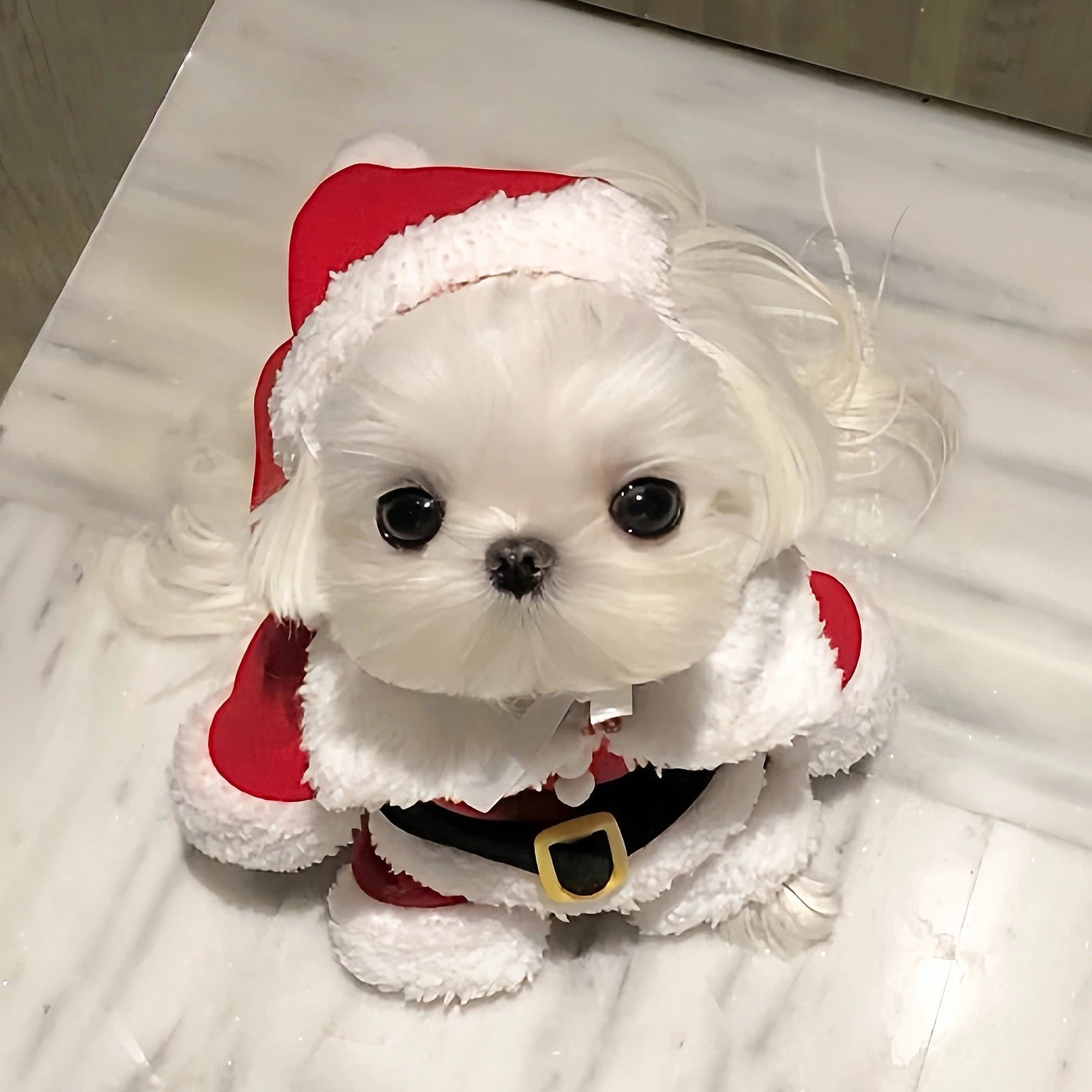 Adorable pet wearing red Santa Claus costume with white fur trim for Christmas