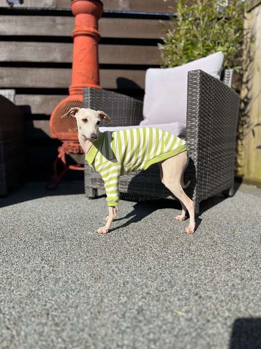 Comfortable Dog Polo Shirt