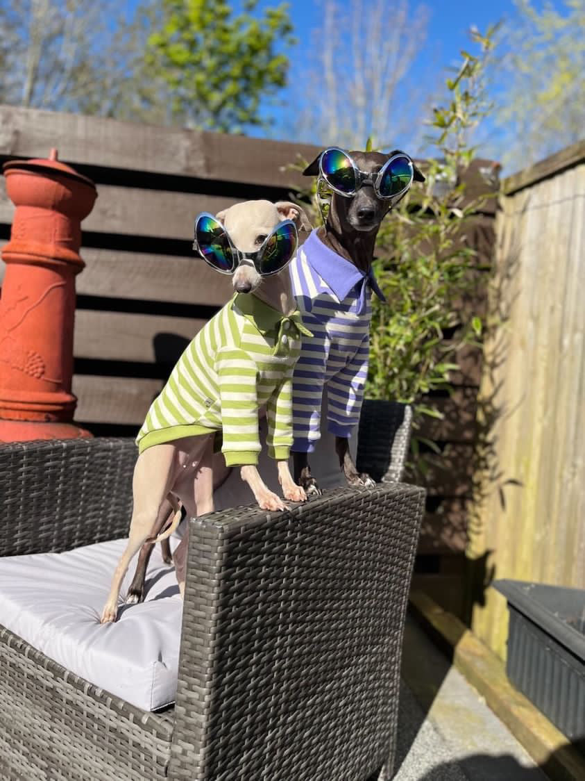 Comfortable Dog Polo Shirt