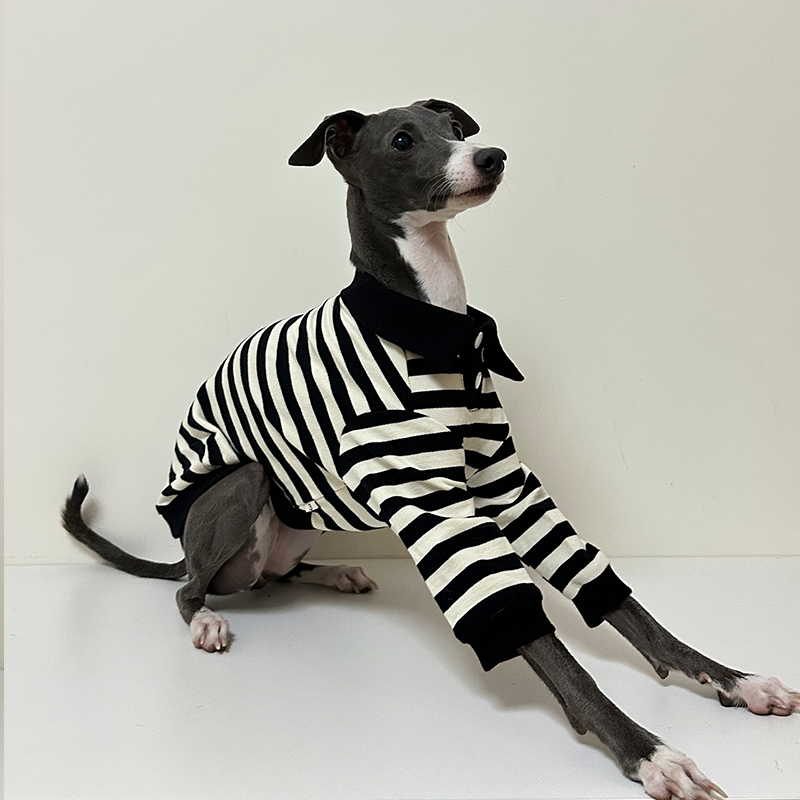 Comfortable Italian Greyhound Polo Shirt