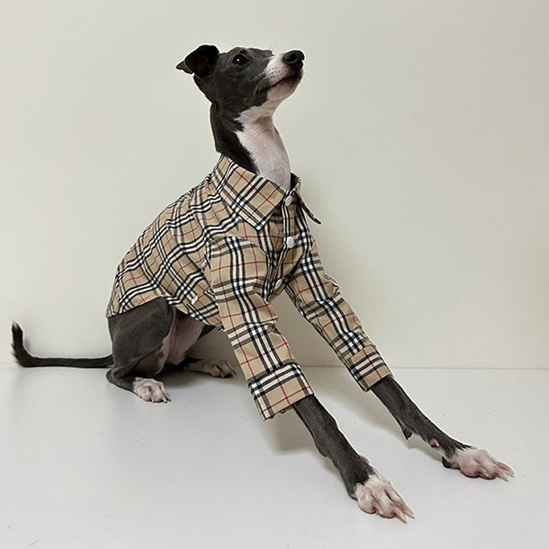 Fashionable Italian Dog Whippet Shirt