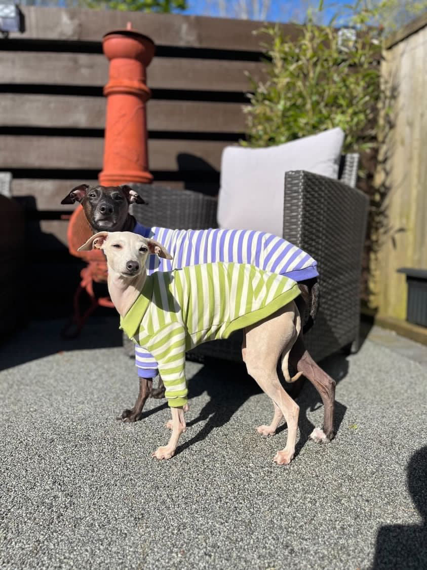 Comfortable Dog Polo Shirt