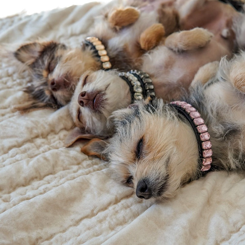 Luxurious Dog Rhinestone Collar