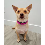 Luxurious Dog Rhinestone Collar