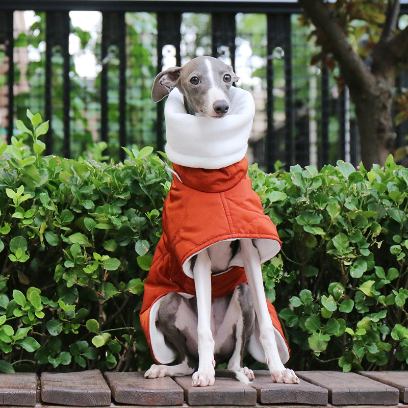 Warm Padded Italian Greyhound Dog Coat
