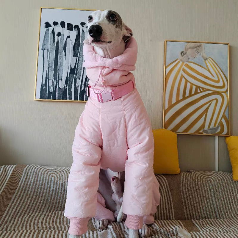 Warm Padded Italian Greyhound Coat