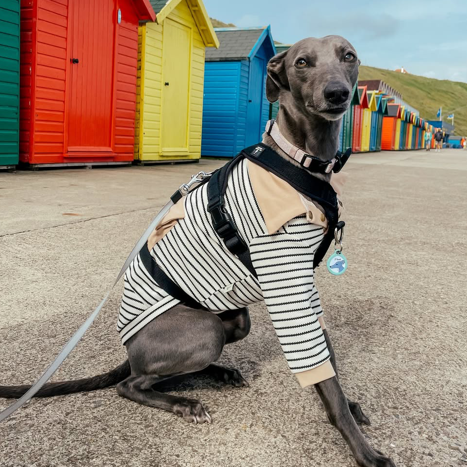 Stylish Summer Cotton Dog Polo Set