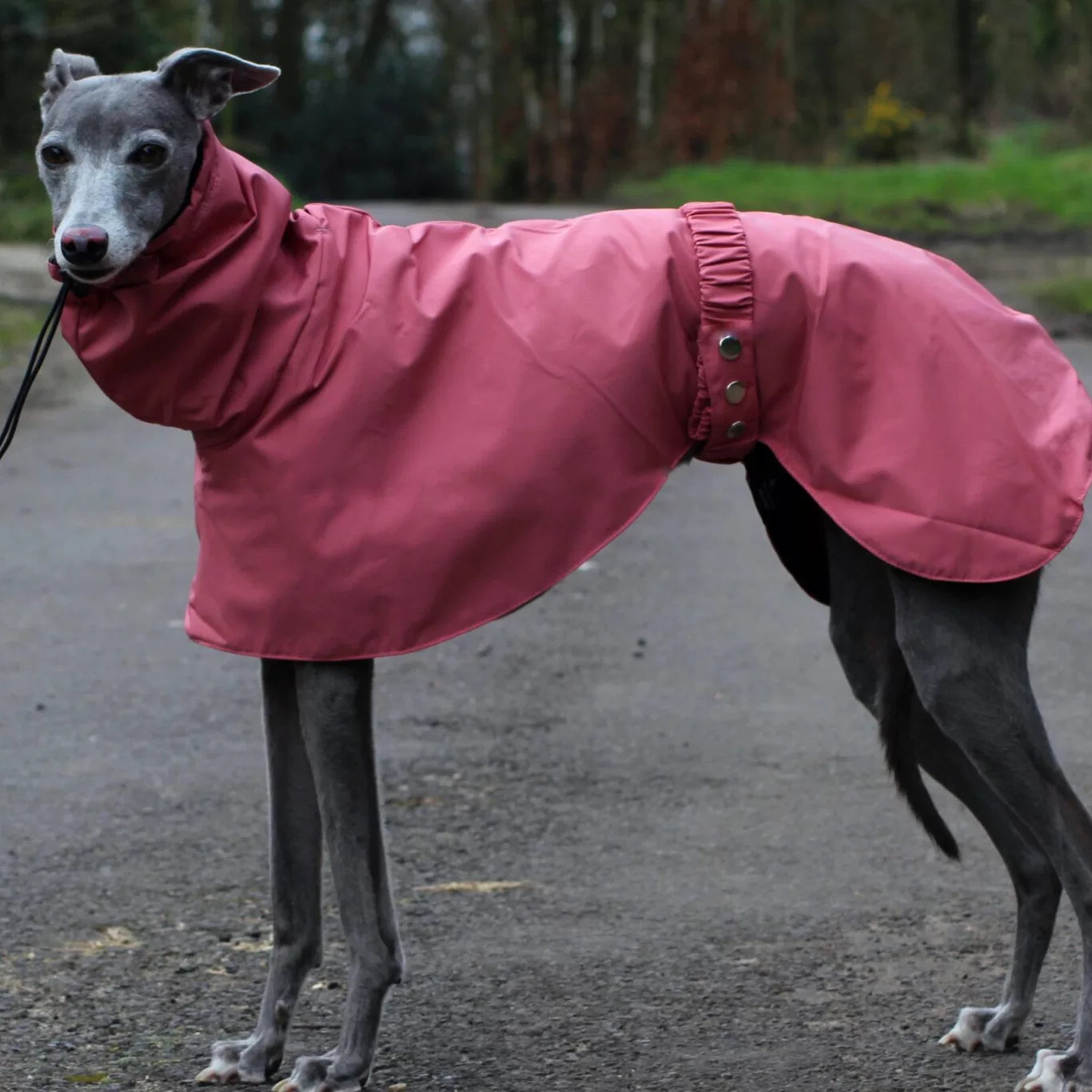 Pink dog rain poncho for large sighthounds. Stylish and functional hiking gear with adjustable fit and weather protection.