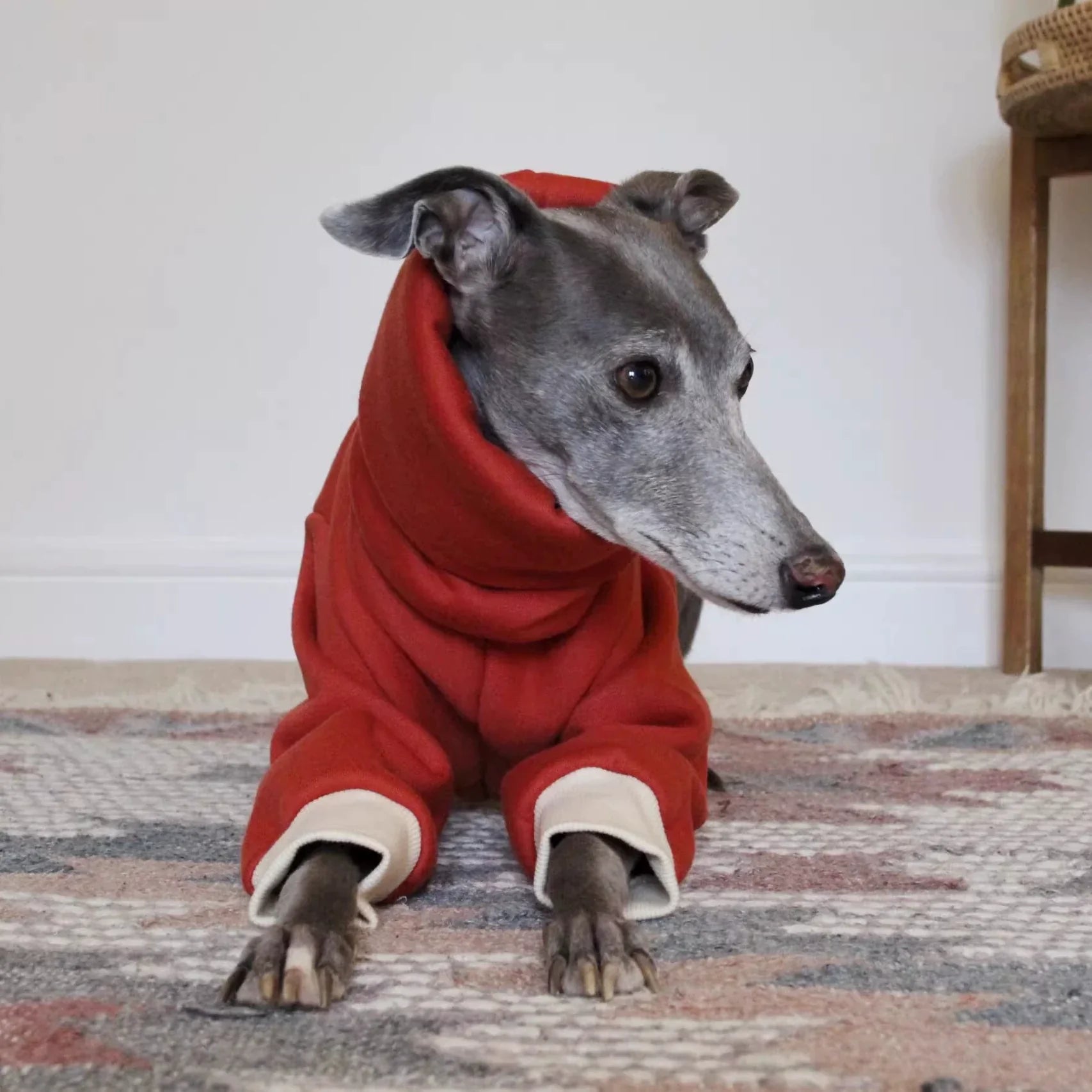 Italian Greyhound Winter Pullover: Cozy High-Neck Outfit