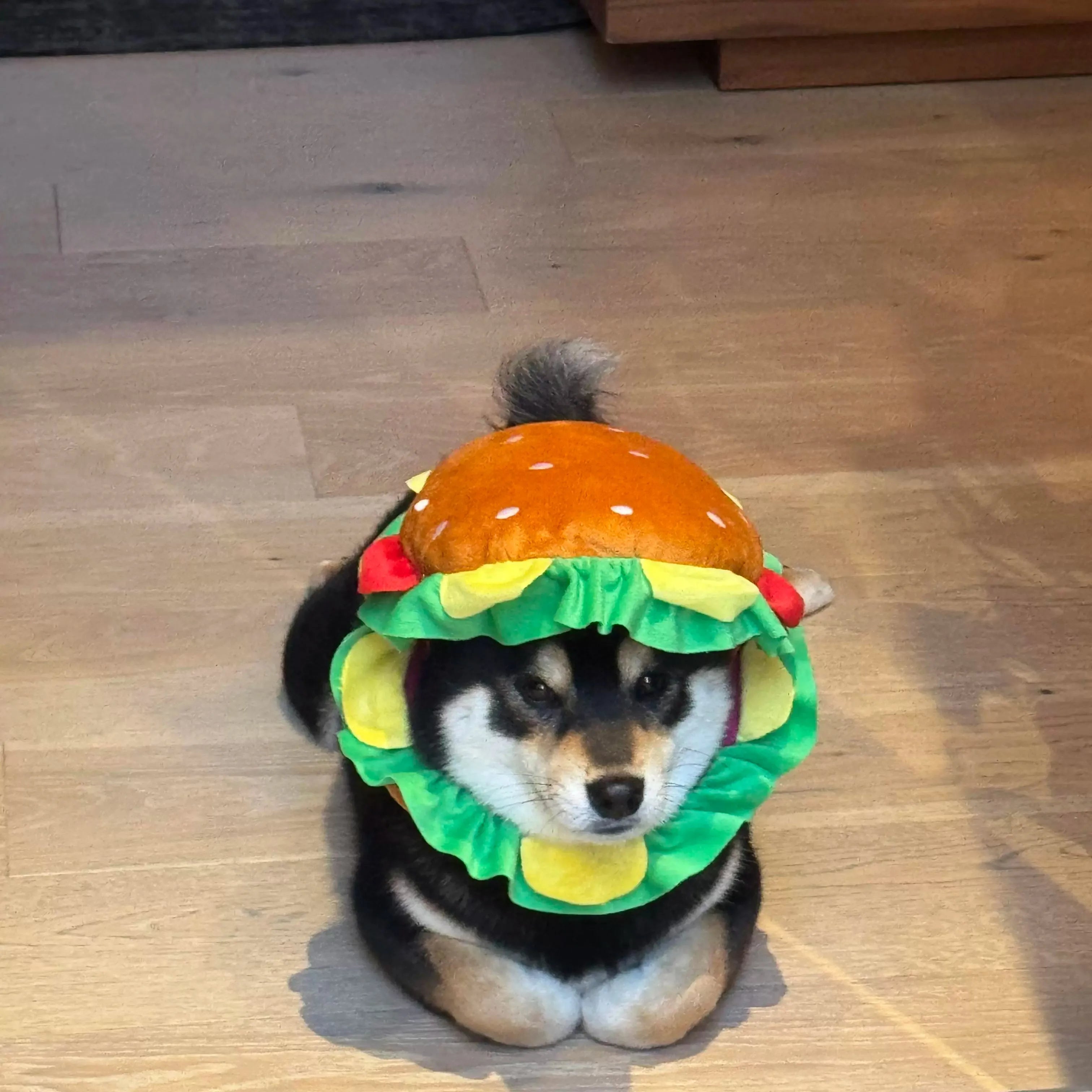 Funny Hamburger Pet Hat