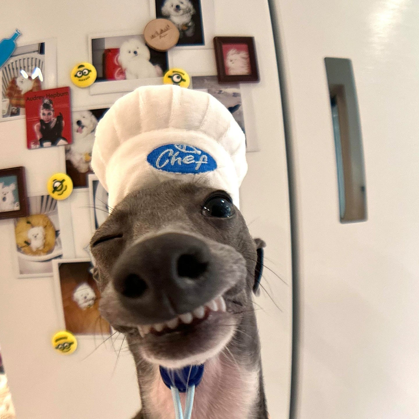 Chef Hat Pet Head Cover