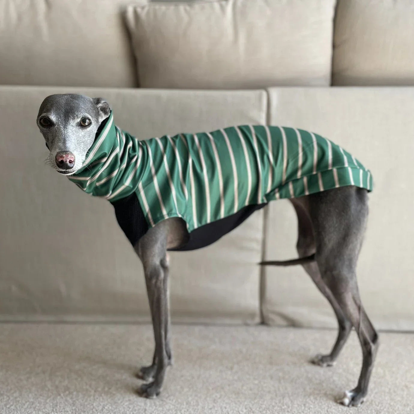 Greyhound wearing green striped breathable vest with black mesh panel, showcasing fitted design for deep-chested sighthounds indoors.
