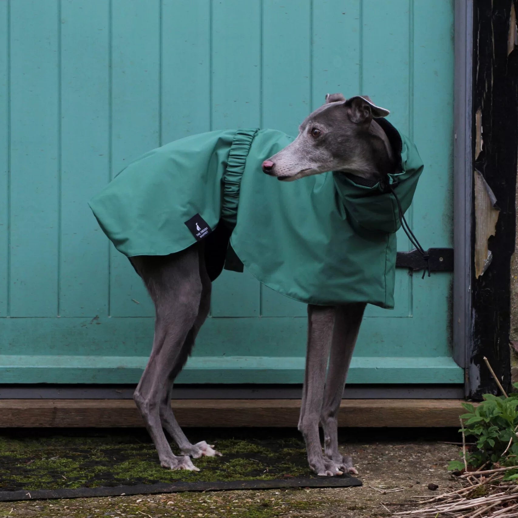Green hiking rain poncho for large sighthounds. Comfortable fit with elastic waist and hood for rainy weather.