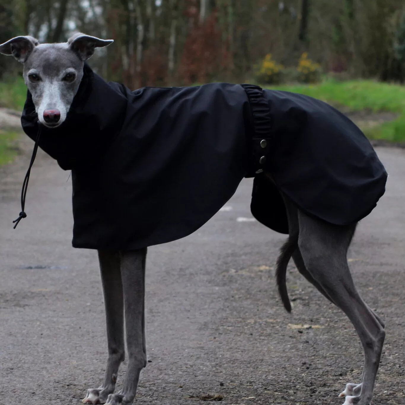 Black rain poncho for large sighthounds. Durable and breathable hiking gear with secure snap closures.