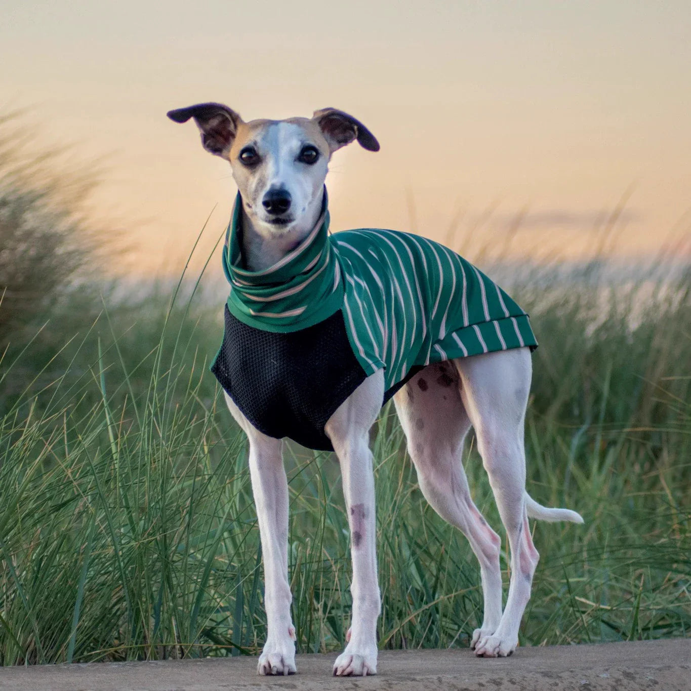 Striped Breathable Greyhound Whippet Vest in green and black mesh, modeled by a standing sighthound outdoors at sunset.