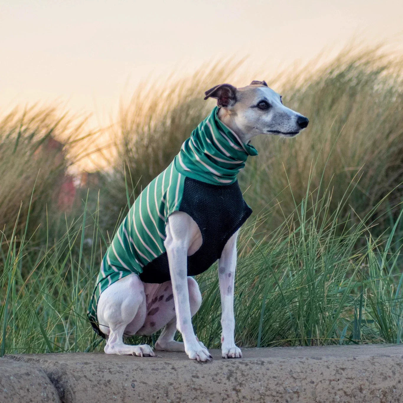 Green striped breathable vest for Greyhounds and Whippets, shown on a seated dog in grassy dunes, ideal for transitional weather.