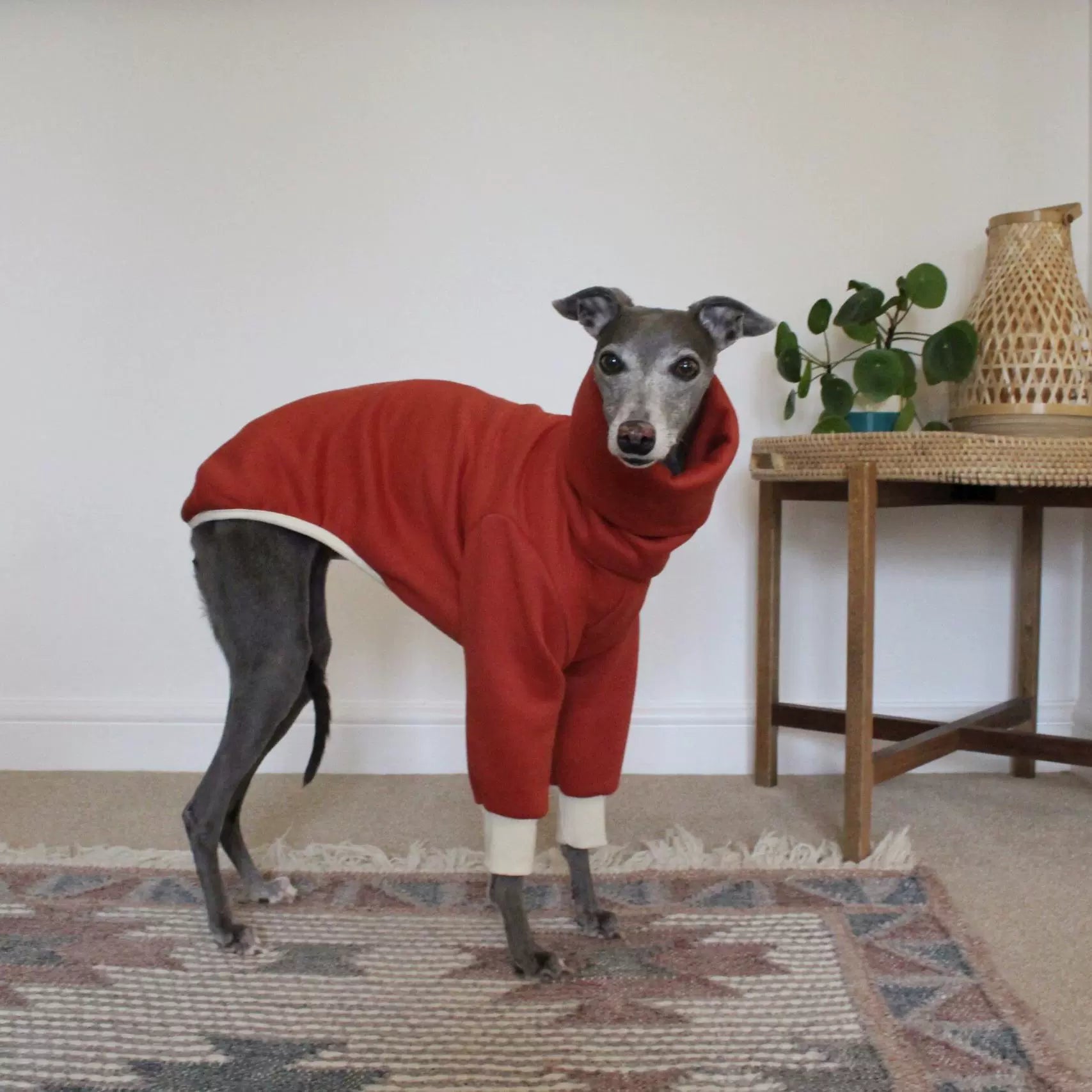 Italian Greyhound Winter Pullover: Cozy High-Neck Outfit