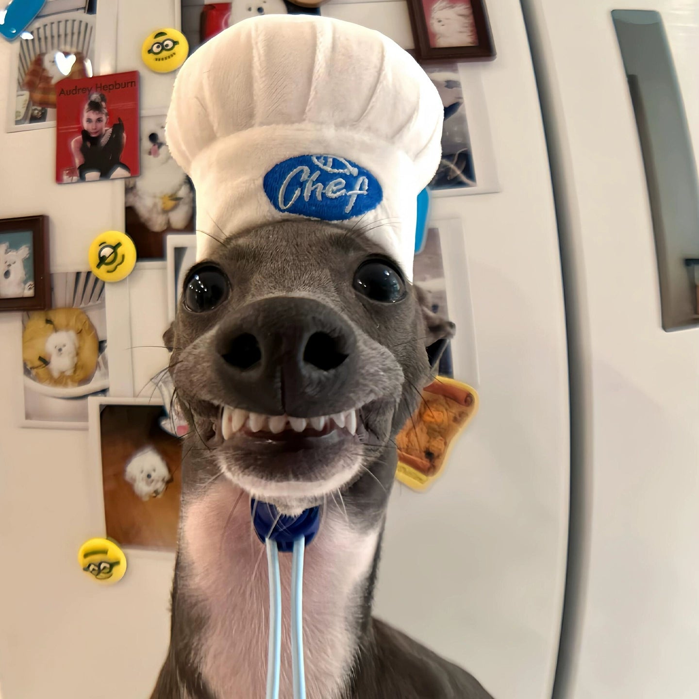 Chef Hat Pet Head Cover