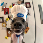 Chef Hat Pet Head Cover