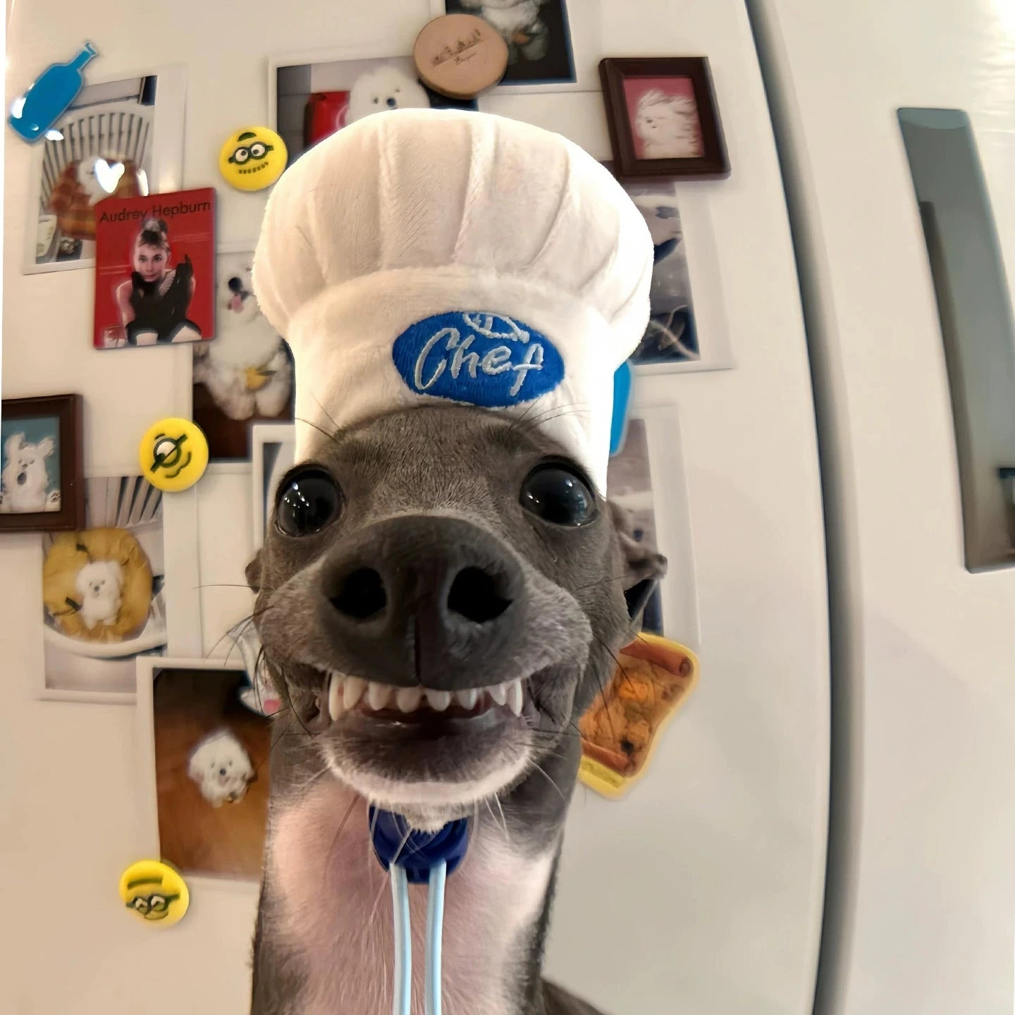 Chef Hat Pet Head Cover