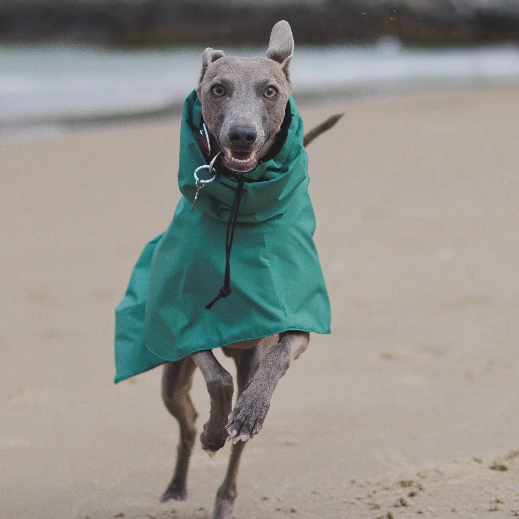 Green dog rain poncho for sighthounds, ideal for hiking. Breathable and secure fit for large dogs running on the beach.