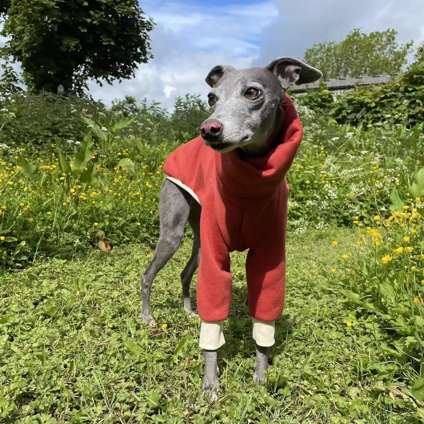 Italian Greyhound Winter Pullover: Cozy High-Neck Outfit