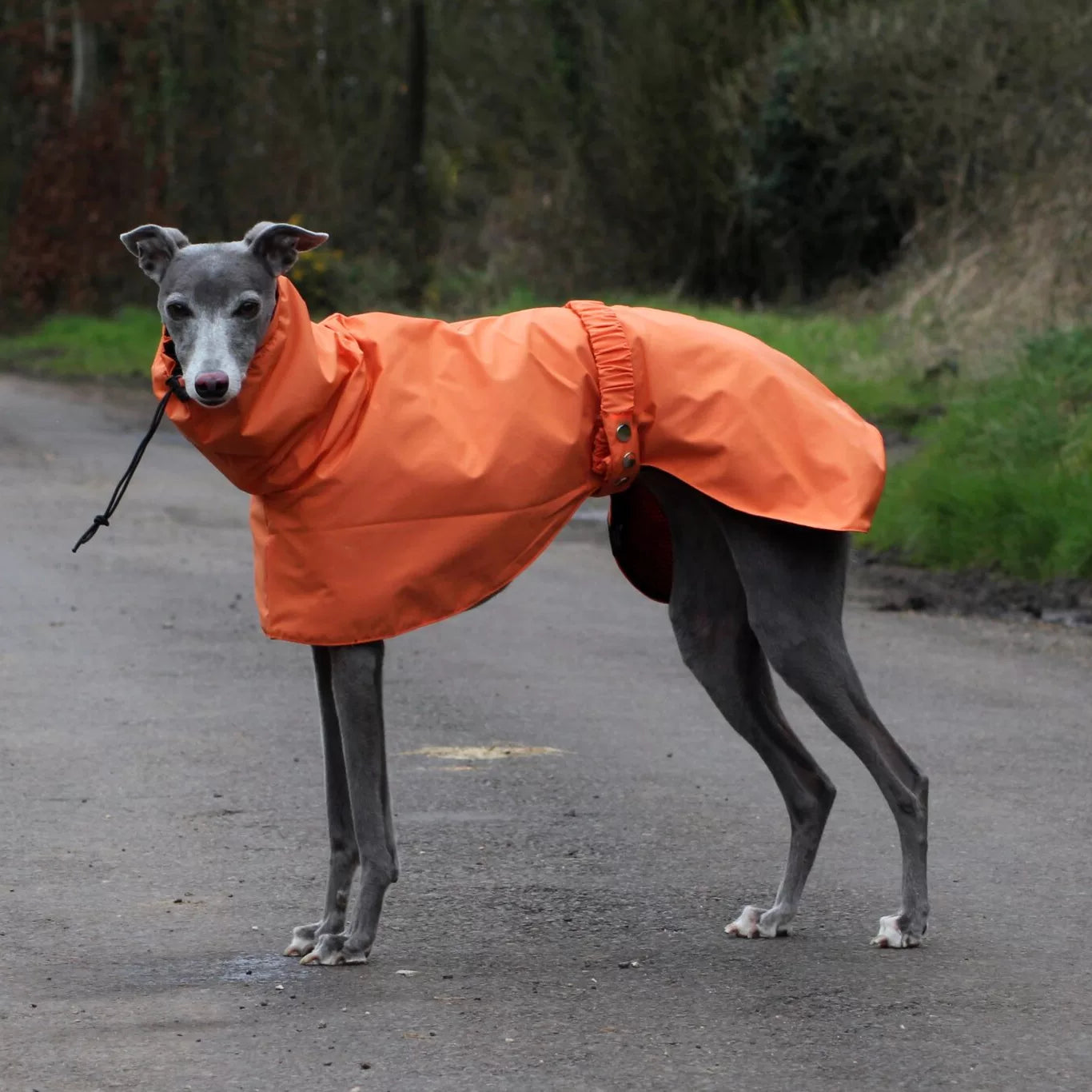 Orange dog rain poncho for sighthounds, perfect for hiking. High-visibility, breathable design for large dogs.