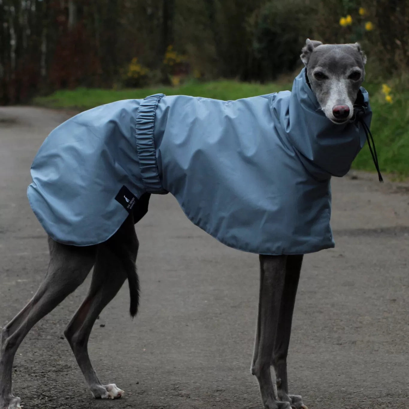 Blue hiking rain poncho for sighthounds. Lightweight and breathable pet apparel for large dogs in wet weather.
