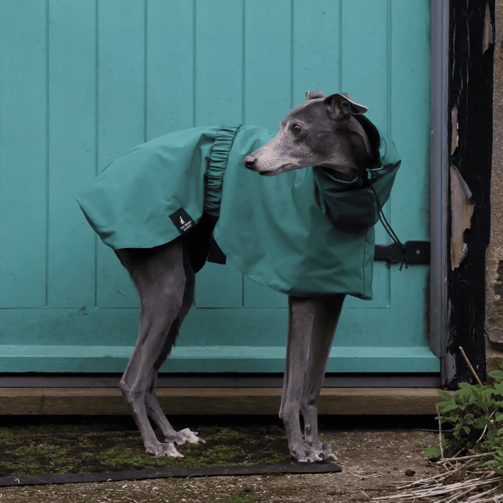 Side view of greyhound in green dog rain poncho. Designed for hiking with breathable fabric and safety features.