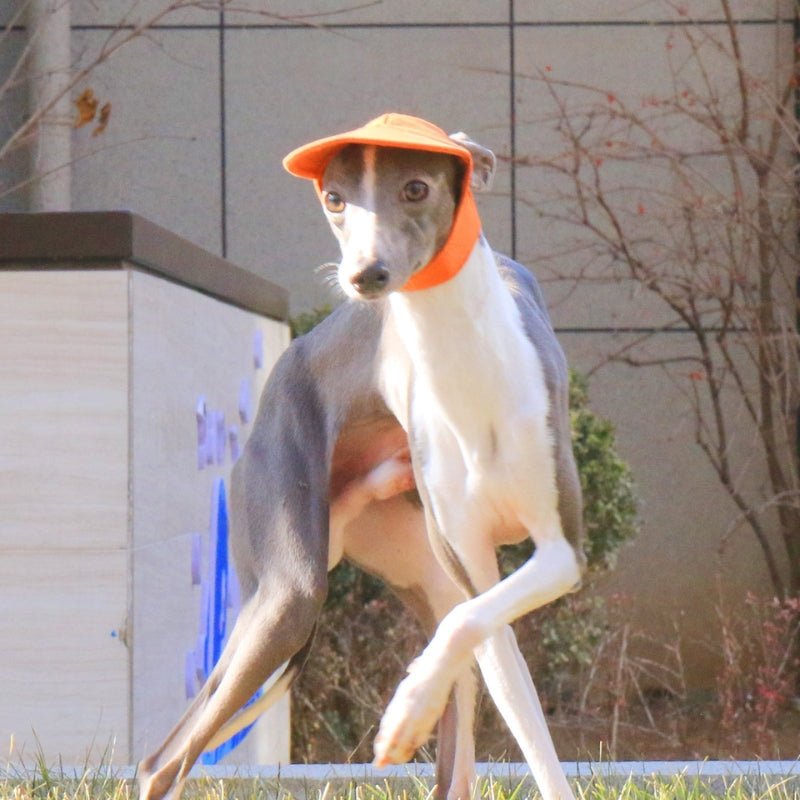 Adjustable Italian Dog Baseball Cap