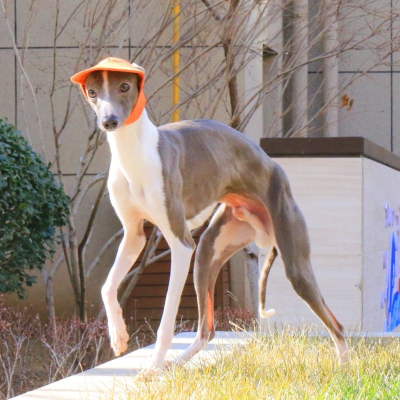 Adjustable Italian Dog Baseball Cap