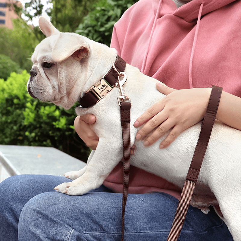 Adjustable Dog Collar Medium Large Breeds