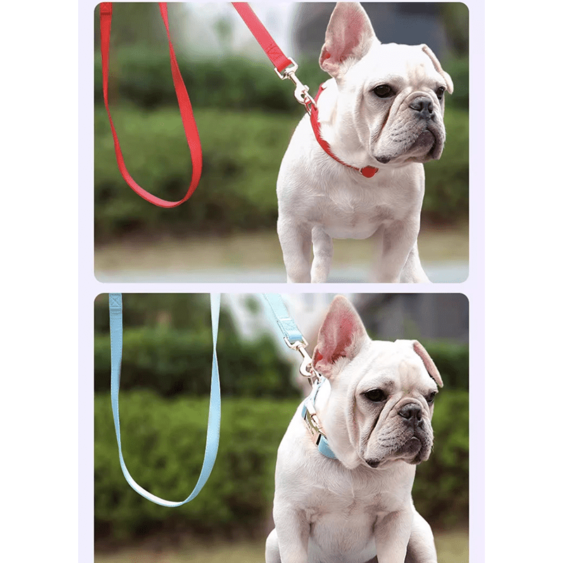 Adjustable Dog Collar Medium Large Breeds