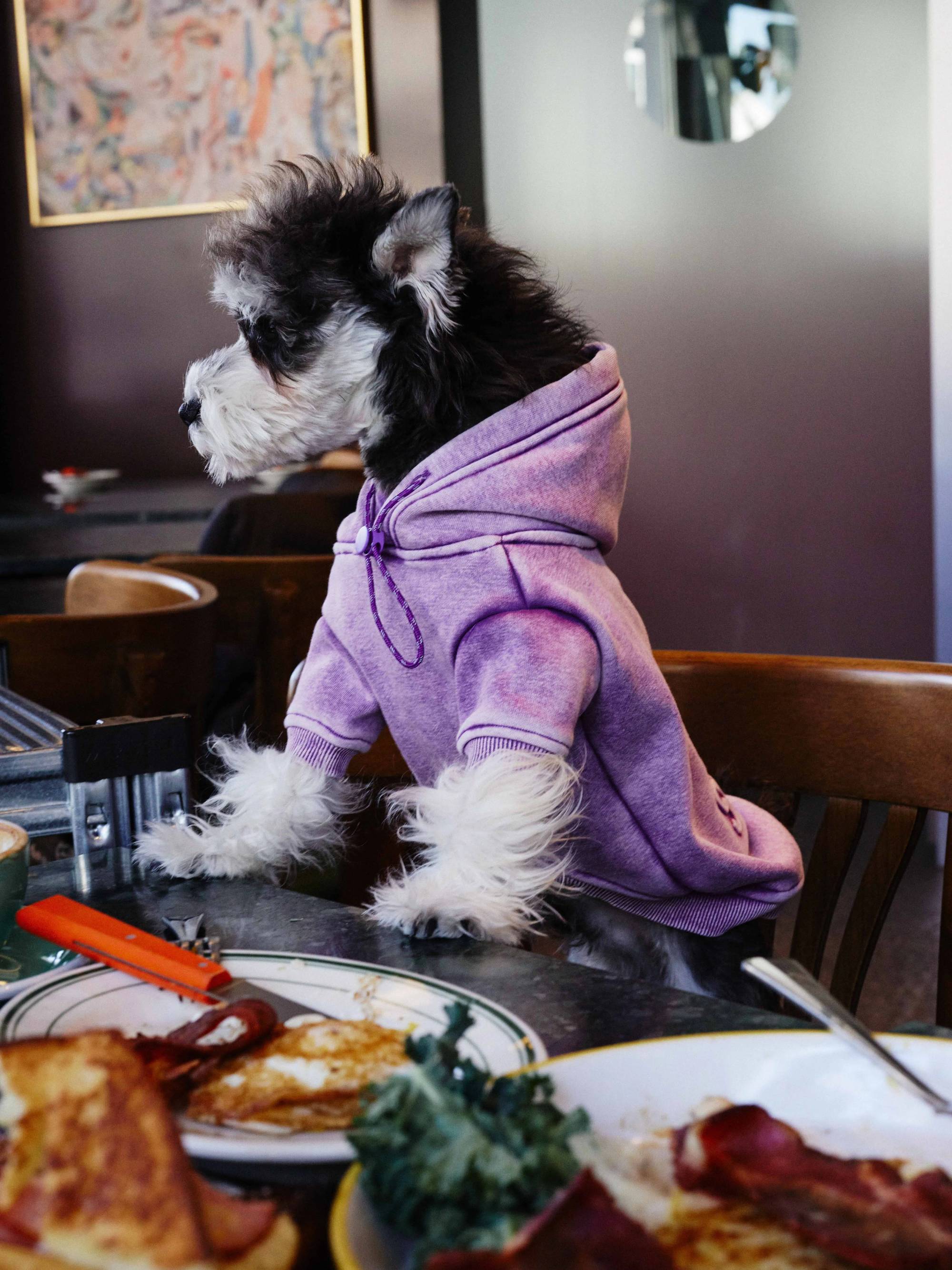 Vintage Dyed Fleece Dog Sweatshirt