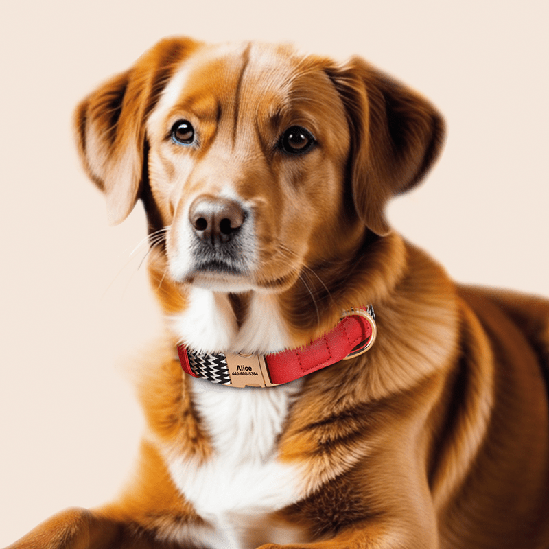 Anti Loss Small Medium Dog Collar