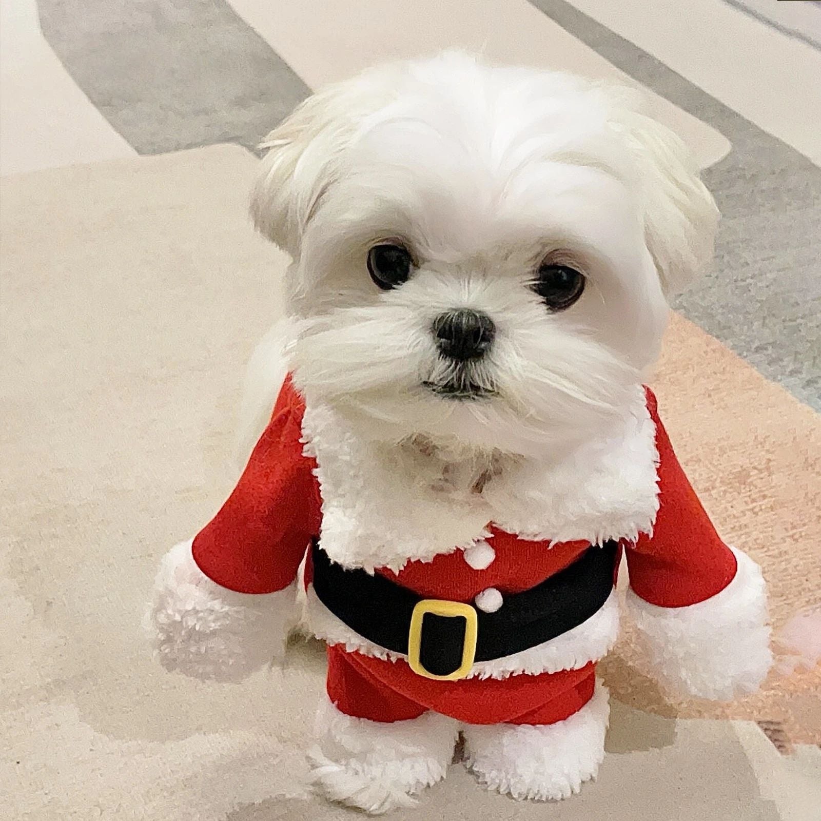 Christmas outfit for pets, cozy Santa Claus style for dogs and cats