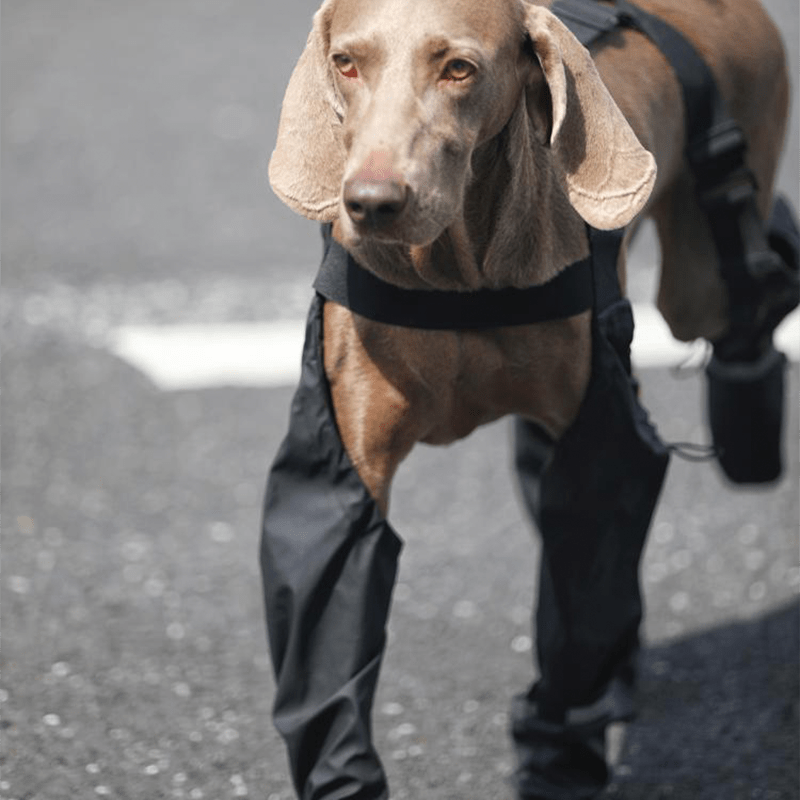 Waterproof Big Dog Boots Outdoor Gear