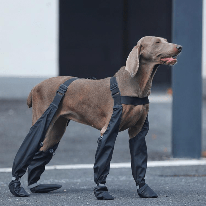 Waterproof Big Dog Boots Outdoor Gear